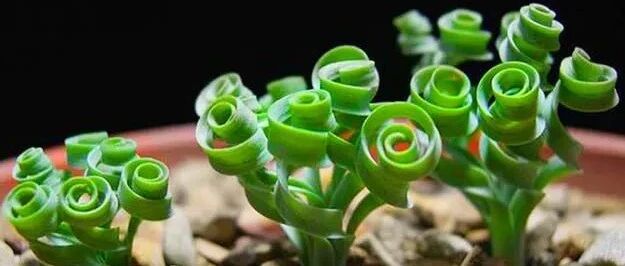 越长越打卷！这三种花颜值特别，可爱又清新