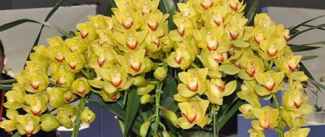 花友把年宵花养成“瀑布花海”，真的好厉害！~