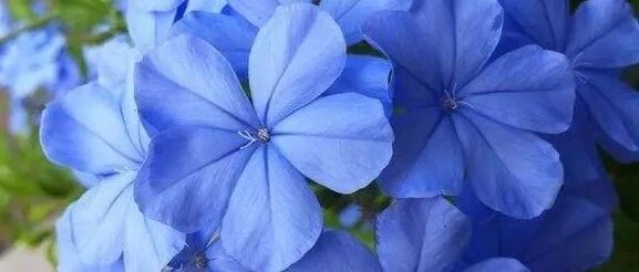 小暑时节，4种色调清雅的夏花祝你清凉一夏！~