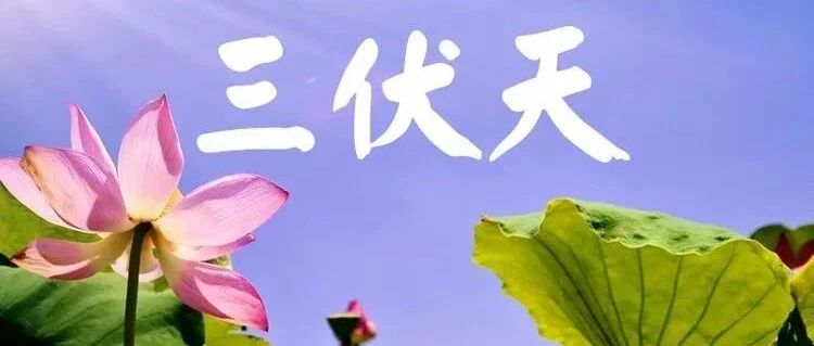 分享12条三伏天养花小贴士，涨姿势！~