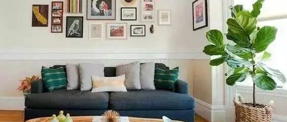 适合养在客厅的15种花，越看越有气质！~