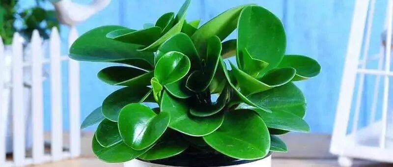 在办公桌上养几种小清新植物，养眼又养心！~