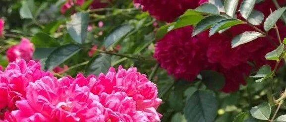 中式庭院最适合种这6种花，花开时节美如画！~