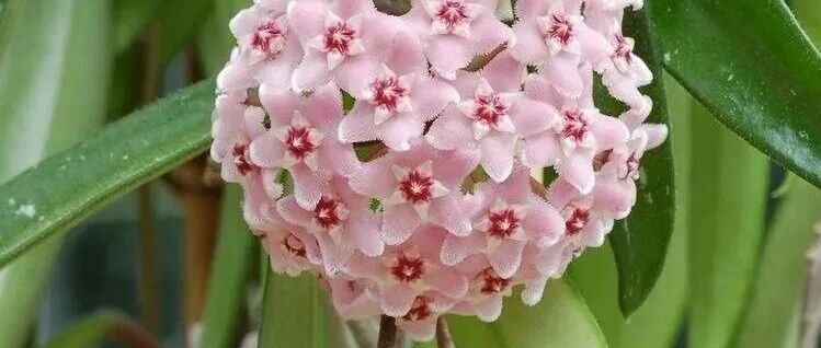 这三种花能攀援生长，花开时节满屋飘香，赞！