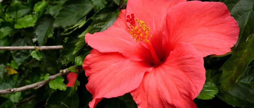 落蕾？黄叶？倒伏？又一拨养花抢救姿势来了