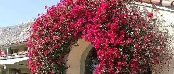 一扇拱门，让花草开成美丽的仙境！…