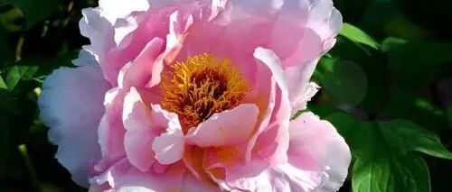 老花农分享开春养花施肥小妙招，涨姿势啦！