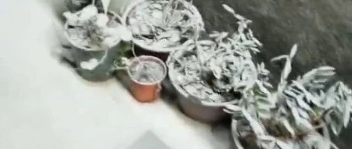 当花卉积灰严重或粘上涂料时，这些小姿势或可将其挽救一新！~