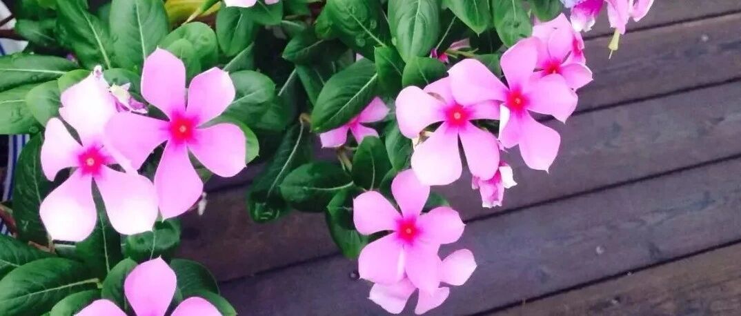 天太热怕花晒死？养这10种花，越晒太阳长得越旺！~