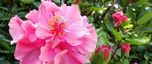 在家养几盆花，一开就是全年，天天都惊艳！~