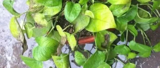 冬天养绿萝都会冻死？学几招，避免绿萝受冻…