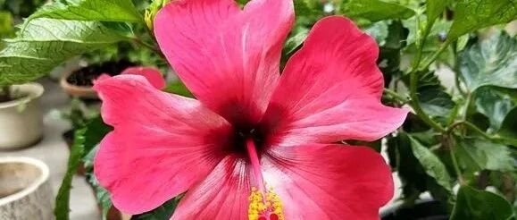 “超长待机”！这些花天天开，堪称“开花机器”！~