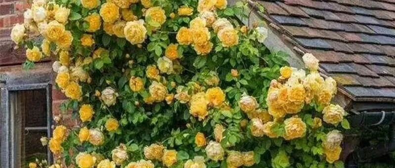 这几种爬藤花卉超级好养，年年开花美给你看！~