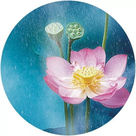 今日大暑 送你五种颜值清爽的花 祝你清凉一夏 柠檬资讯