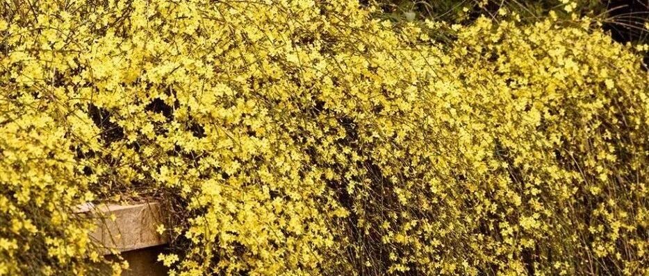 种花一阵子，开花一辈子！地栽这些花木，很值~