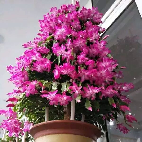 新鮮な花 待受 最高の花の画像