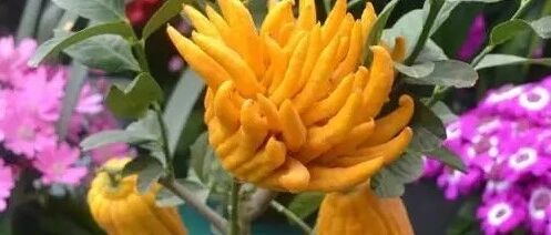 秋冬时节在家养盆观果植物，显得喜庆又亮眼！~