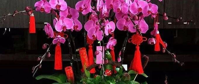 在年宵花上挂些小小的吉祥物，喜上加喜！~