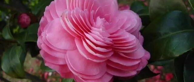 油盐醋也能养花！这些厨房里的小东西作用大…