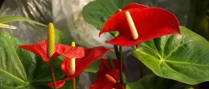 冬天养花必须防寒，否则盆栽分分钟可能冻死…