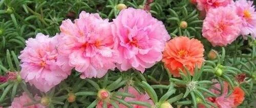 春天在家种这三种花，野趣盎然还惊艳，赞！