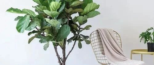 真好看！五种经典绿植扮靓轻奢风家居，欣赏~