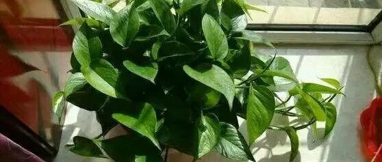 绿萝过冬，这3个小姿势足够实用！速速收藏~