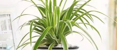 在办公桌上养几盆绿植，清新工作每一天！