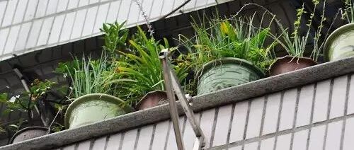 大风降温倒春寒，养花有两件小事忽视不得！