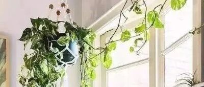 适合养在厨房的12种盆栽花，清新空气很强大…