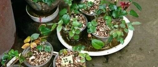 掌握4个扦插小秘密，让春季养花成活率更高！~