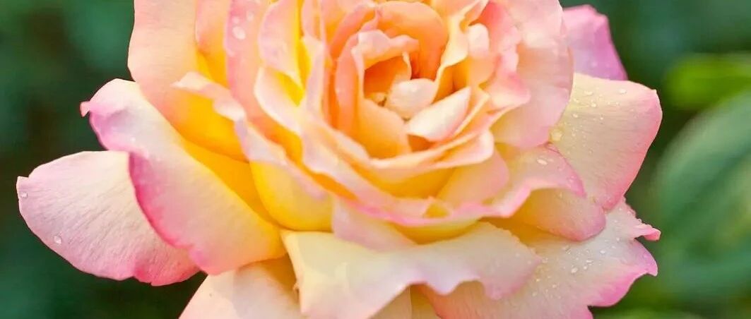 开春这样养月季，花开更繁盛更艳丽！涨姿势…