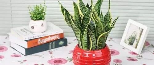 这两种花自带“虎”气，好养好看又刚毅，赞！~