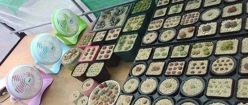 盛夏骄阳似火，记得给花草遮阴隔热防晒哦！~