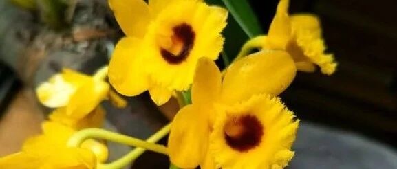 冬天的石斛花金银花这么养，明年开花更美！~