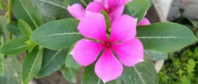 三伏酷暑天也能养的8种花，耐热耐晒开成海…