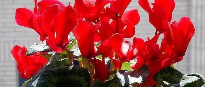 “小寒”时节养花，千万注意保温控水停肥避风…