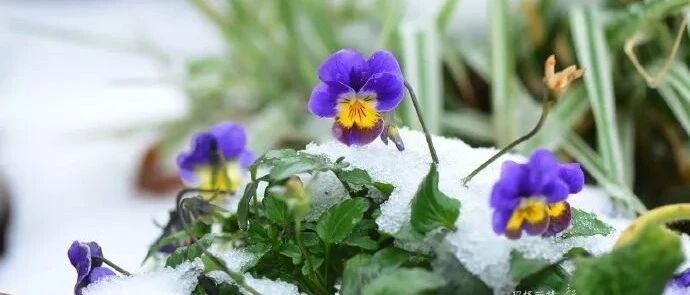 冰天雪地里的角堇和羽衣甘蓝，惊艳了生活！