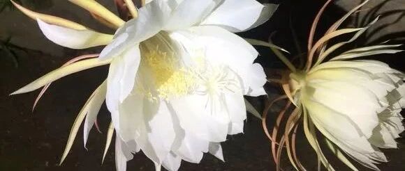 昙花也能吃？10个昙花实用小姿势，看完馋哭…