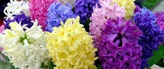 这4种芳香花卉堪比“活香水”！冬天养，花正开…