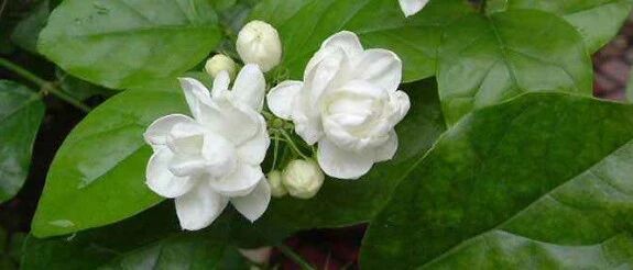 薄荷清凉茉莉芬芳…夏天养这些花太清新啦！~