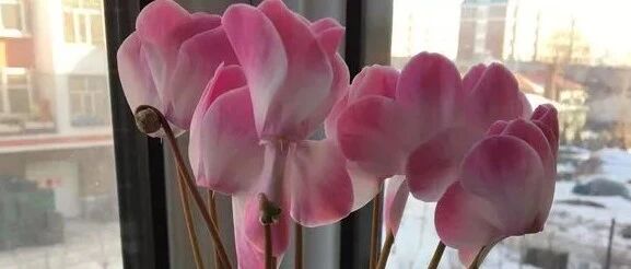 花友分享7种仙客来图鉴，真的太美太仙了！