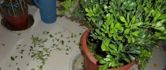 盆栽突然掉叶子？这几种可能问题需要警惕…