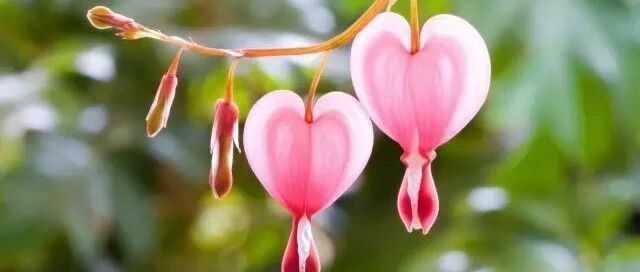 这些花粉嫩嫩的太可爱，戳中少女心，好萌！