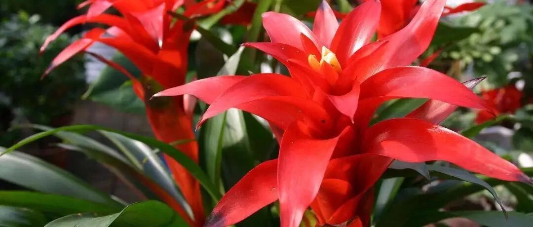 年宵花中的“四大花旦”，摆在家里倍添喜庆！~