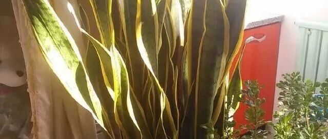 管住手！这些花木在大冬天就得“旱”着养…