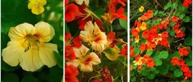 秋天种下旱金莲，几个月就能开爆，太惊艳啦！~