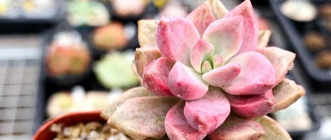 给多肉浇胡萝卜水，给盆栽喝“饮料”，简直了！