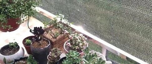烈日当空，养花隔热防晒的3个小姿势了解下！~