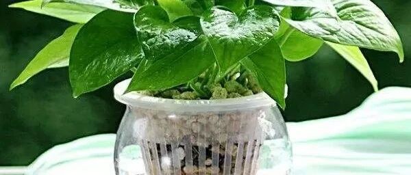 热在三伏！在家水培花卉，清新又好养，赞！~